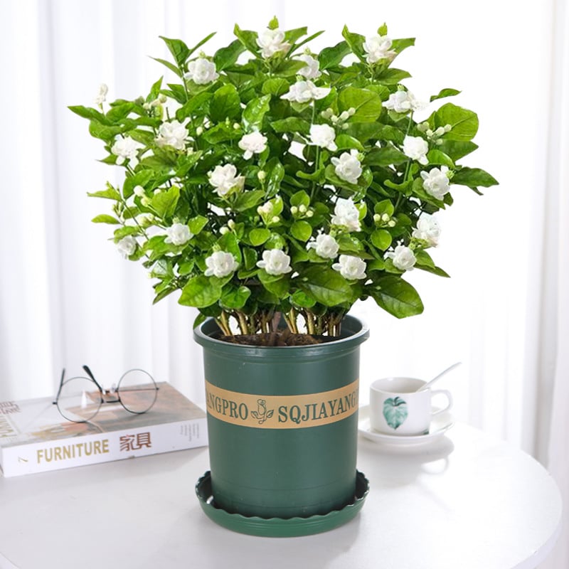 Sweet Jasmine Seeds – Grow Your Own Fragrant Flower Garden