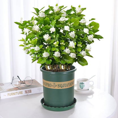 Sweet Jasmine Seeds – Grow Your Own Fragrant Flower Garden