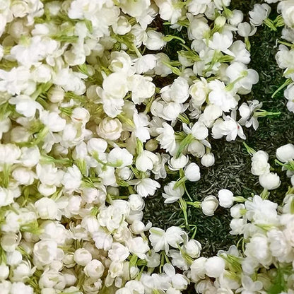 Sweet Jasmine Seeds – Grow Your Own Fragrant Flower Garden