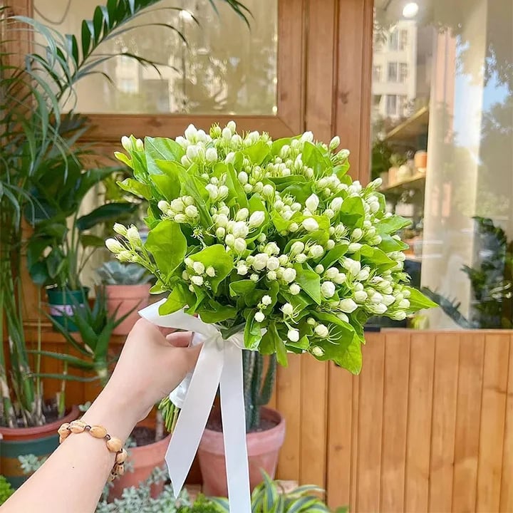Sweet Jasmine Seeds – Grow Your Own Fragrant Flower Garden