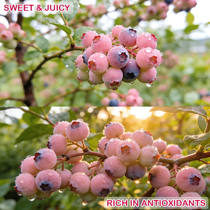 Premium Pink Blueberry Seeds -A Uniquely Delightful Taste