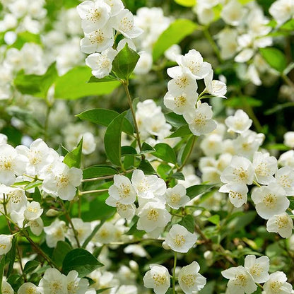 Sweet Jasmine Seeds – Grow Your Own Fragrant Flower Garden